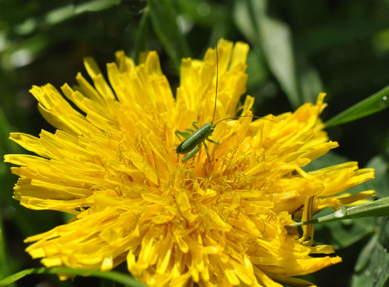 neanide di Tettigonia sp. (Tettigoniidae)